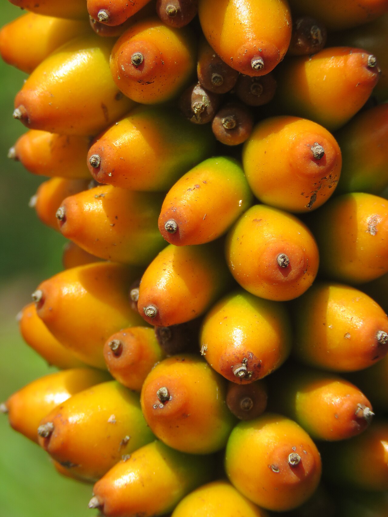 Amorphophallus sylvaticus: Photos by Vinayaraj