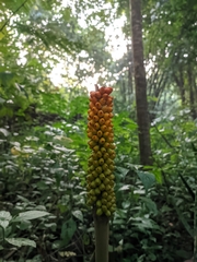 Amorphophallus sylvaticus (Amorphophallus sylvaticus)