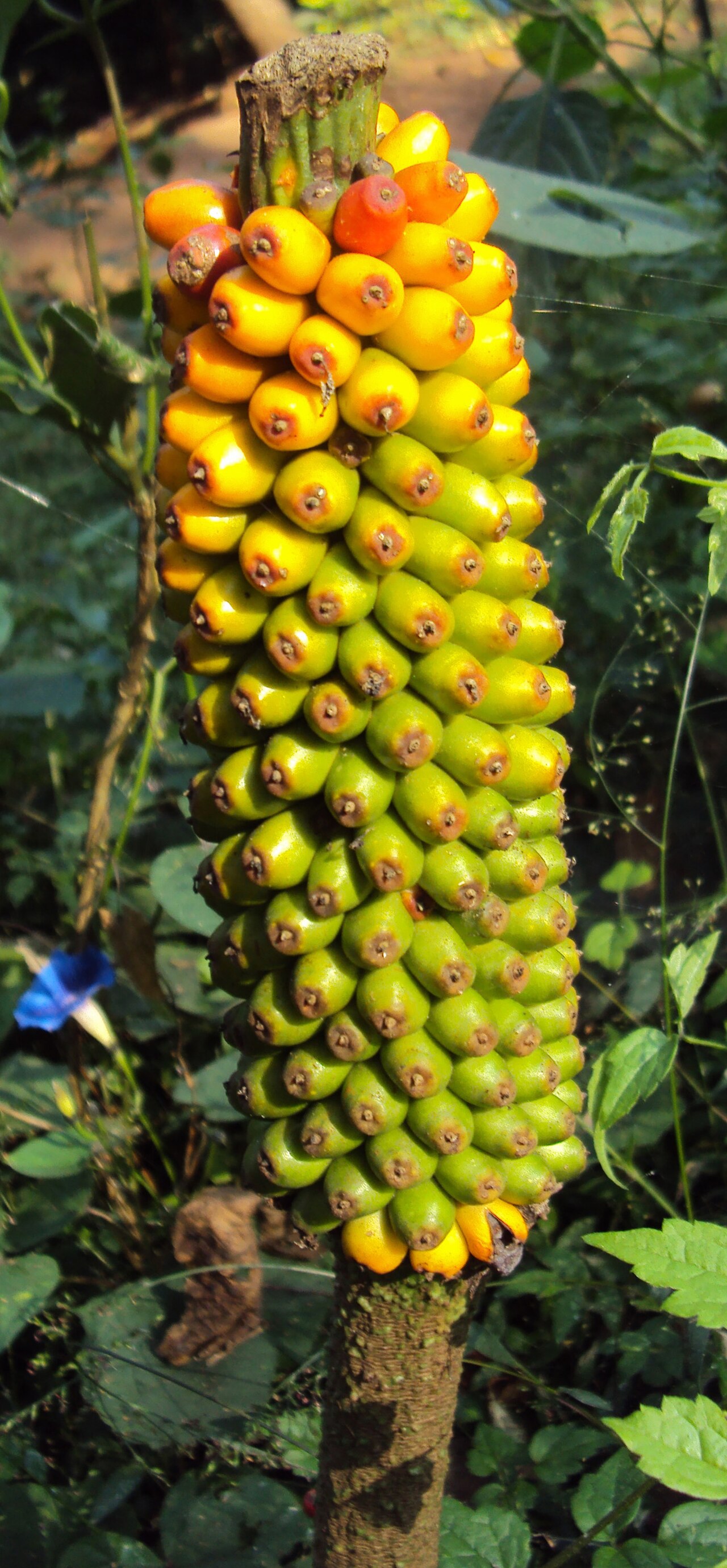 Amorphophallus sylvaticus: Amorphophallus Sylvaticus