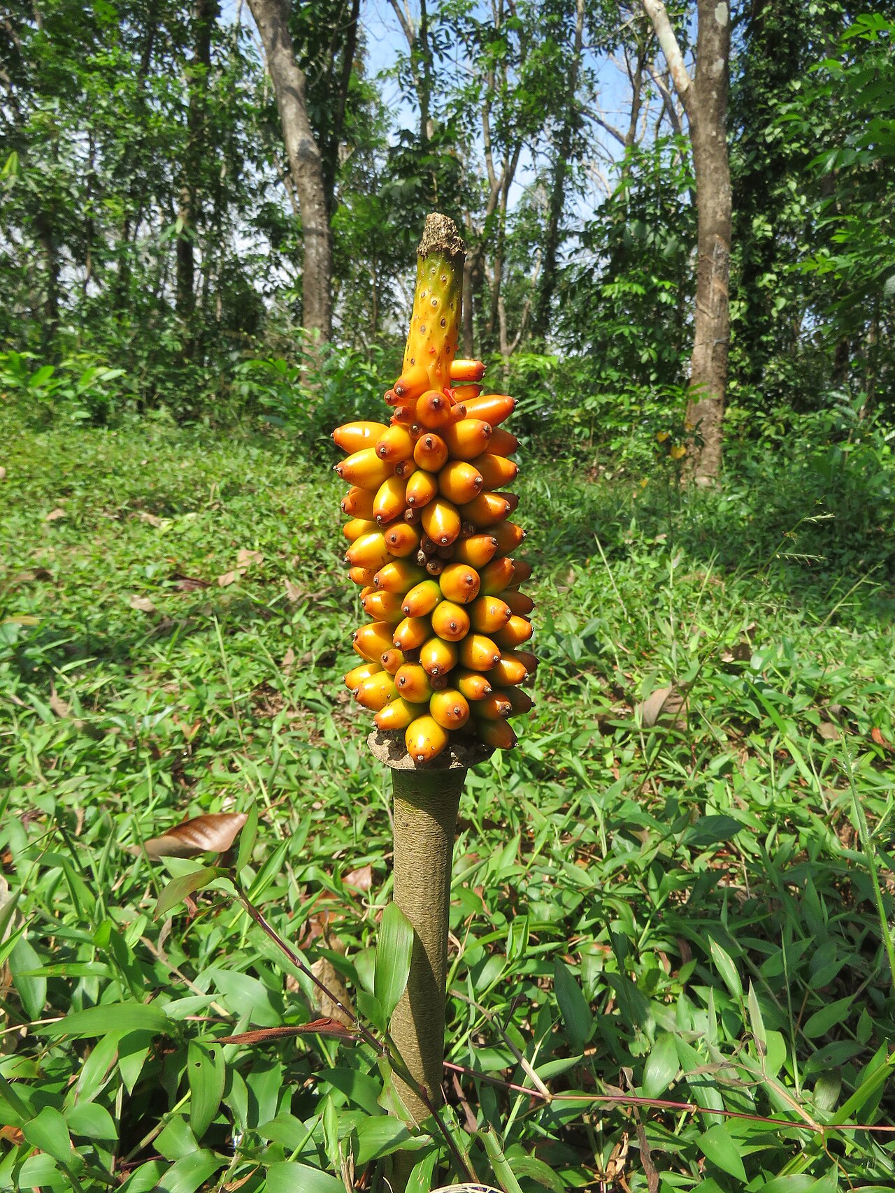 Amorphophallus sylvaticus: Photos by Vinayaraj