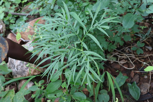 Amorphophallus sylvaticus (Amorphophallus sylvaticus)