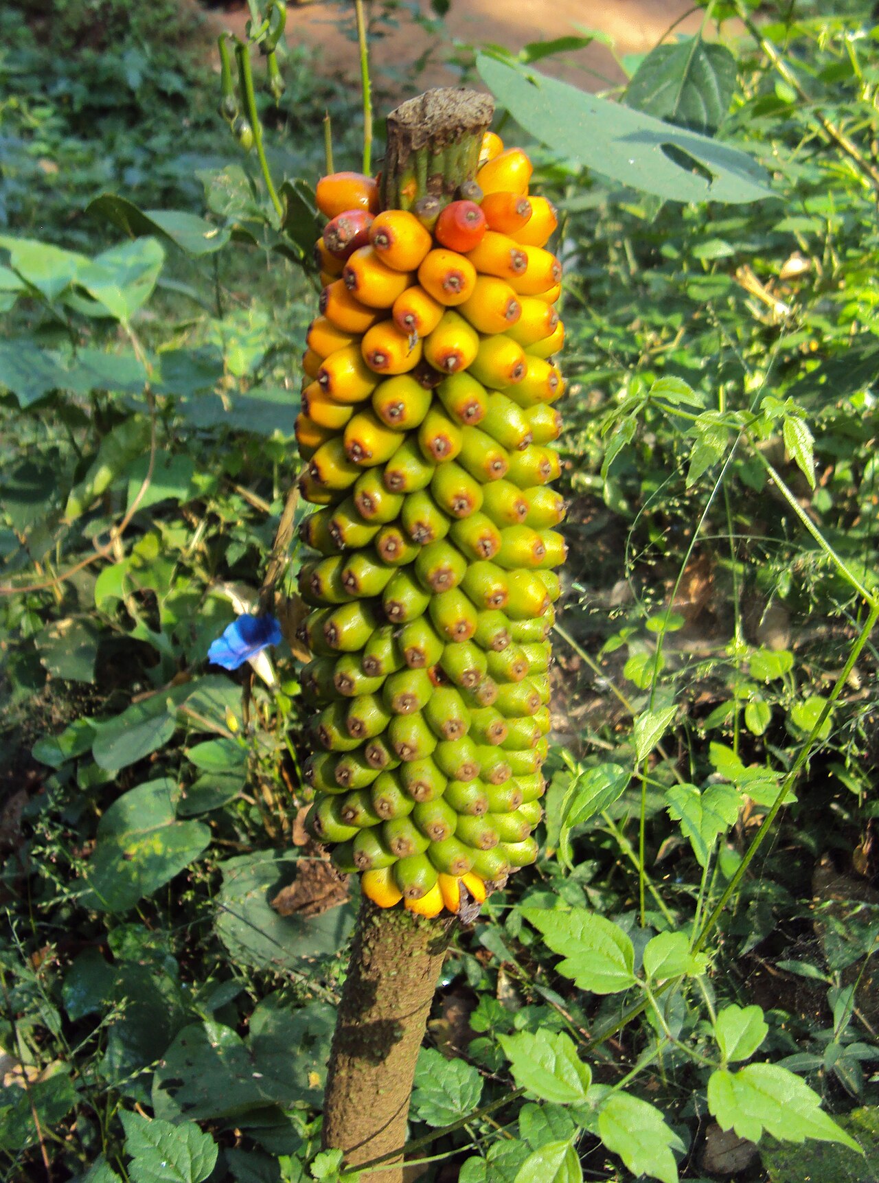 Amorphophallus sylvaticus: Amorphophallus Sylvaticus
