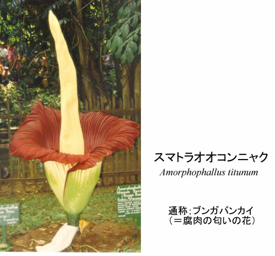 Titan arum: Amorphophallus titanum