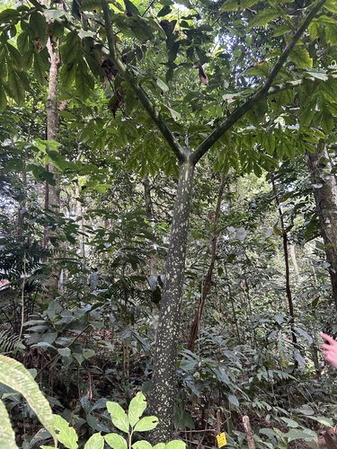 Titan arum (Amorphophallus titanum)