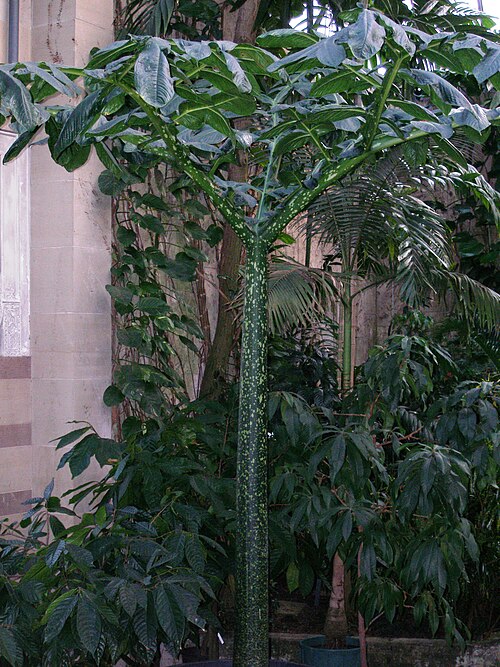 Titan arum: Specimen in cultivation at the Wilhelma Zoologisch-Botanische Garten, Stuttgart, Germany.