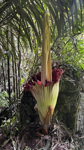 Titan arum (Amorphophallus titanum)