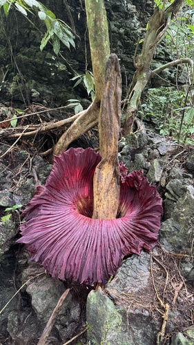 Titan arum (Amorphophallus titanum)