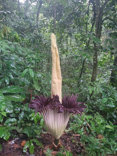 Titan arum (Amorphophallus titanum)