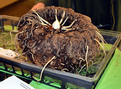 Titan arum: Corm of Amorphophallus titanum displayed at Muttart Conservatory, Edmonton, Alberta.