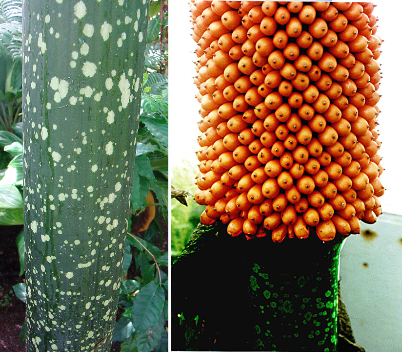 Titan arum: Titan Arum, showing the seeds and the stem, which is a rolled leaf. In its native Indonesia it shares the name Bunga Bankai (corpse flower) with the rafflesia g