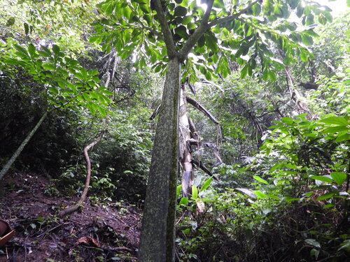 Titan arum (Amorphophallus titanum)