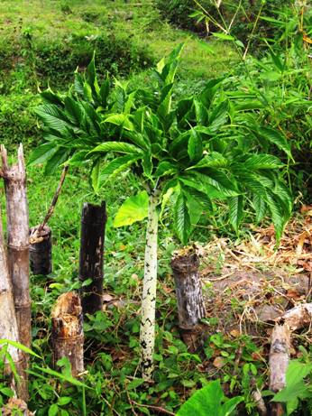 Amorphophallus variabilis: Walur Amorphhophallus variabilis , fase vegetatif