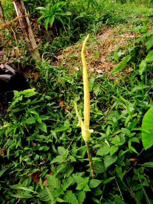 Amorphophallus variabilis: Amorphophallus variabilis fase generatif: bunga