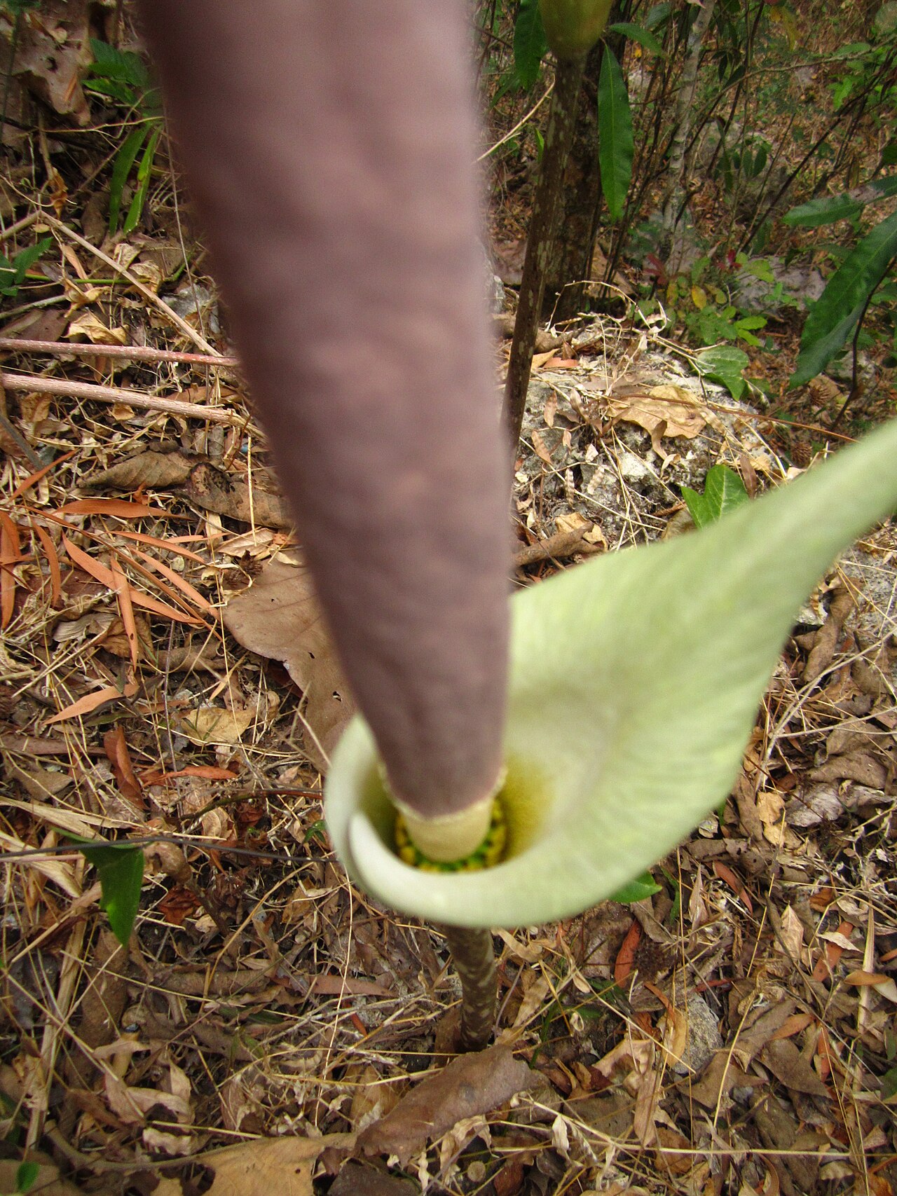 Amorphophallus variabilis: Bractea of Amorph. . Wanagama, Yogyakarta