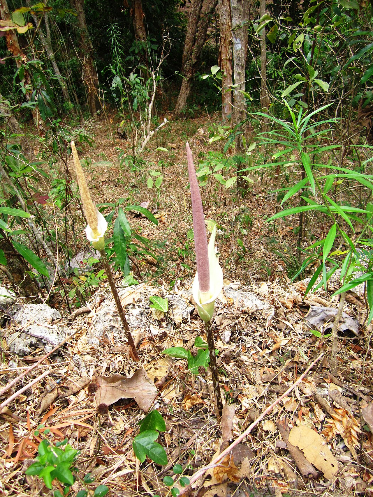 Amorphophallus variabilis: Flower (inflorescense) of Amorph. variabilis. Wanagama, Yogyakarta