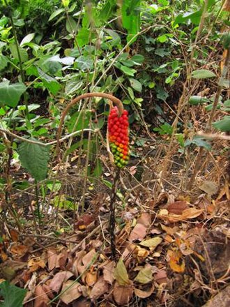 Amorphophallus variabilis: Buah A. variabilis pada tongkol