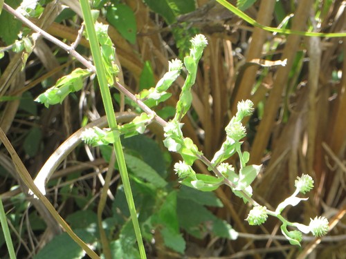 Climbing aster (Ampelaster carolinianus)