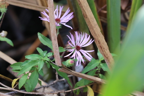 Climbing aster (Ampelaster carolinianus)