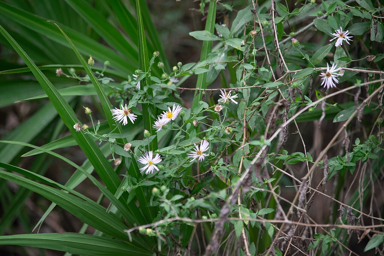 Climbing aster: Climbing Aster