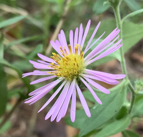 Climbing aster (Ampelaster carolinianus)