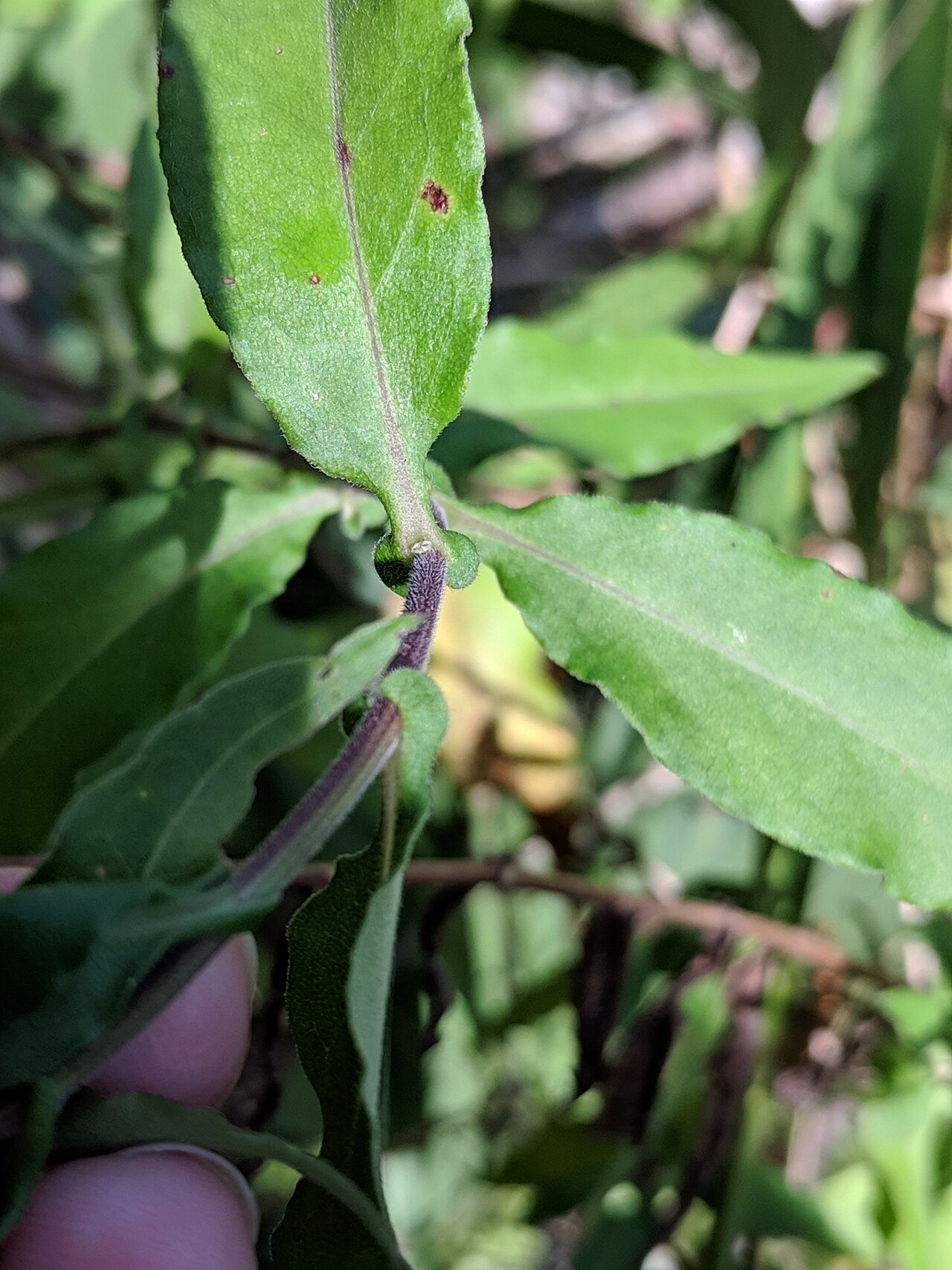 Climbing aster: Climbing Aster