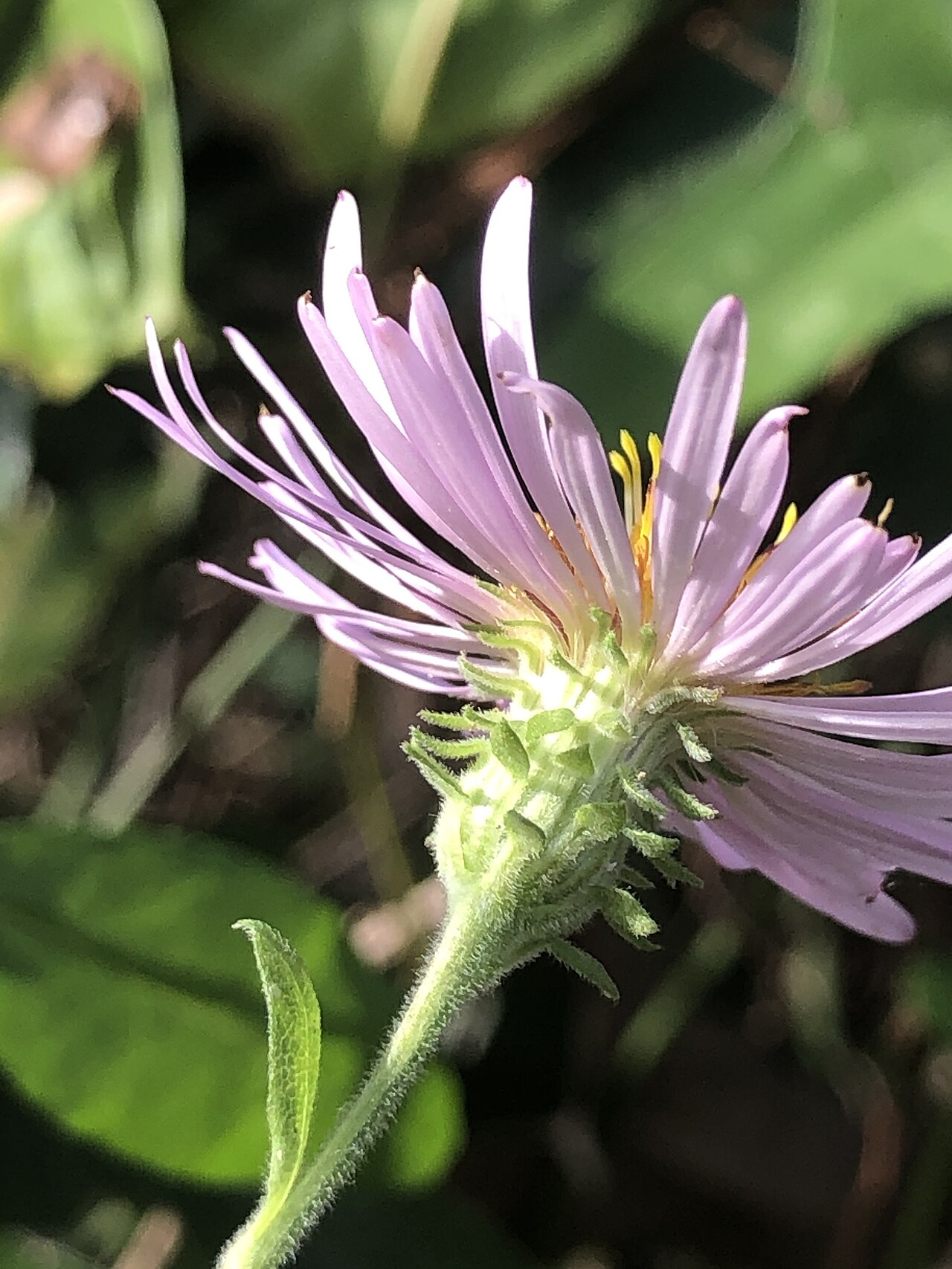 Climbing aster: Climbing Aster