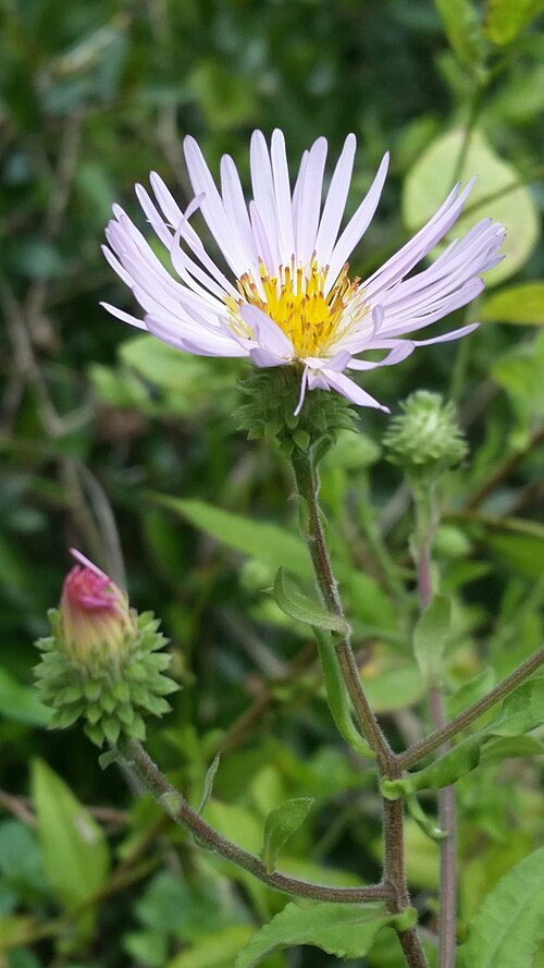 Climbing aster: Climbing Aster