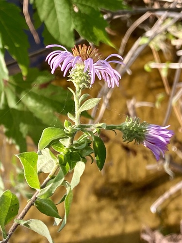 Climbing aster (Ampelaster carolinianus)