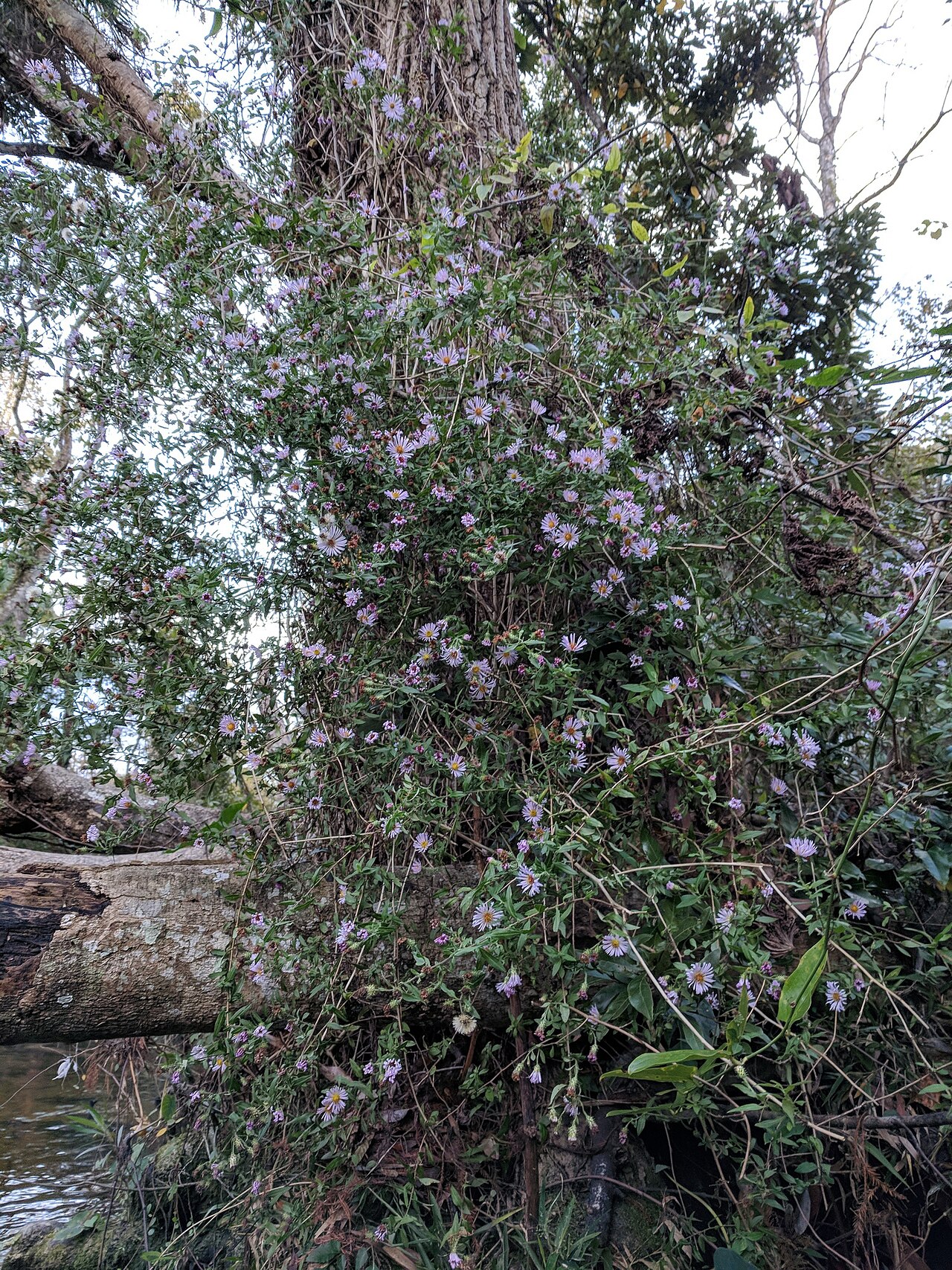 Climbing aster: Climbing Aster