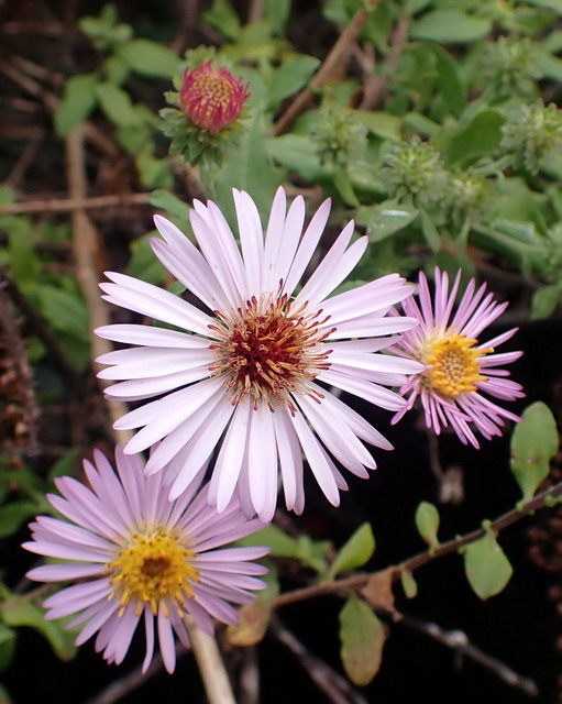 Climbing aster (Ampelaster carolinianus)