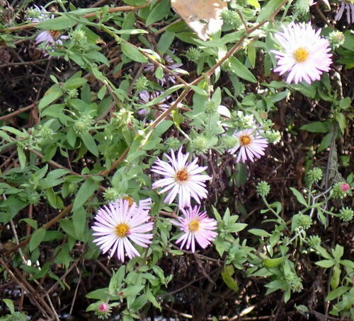Climbing aster (Ampelaster carolinianus)