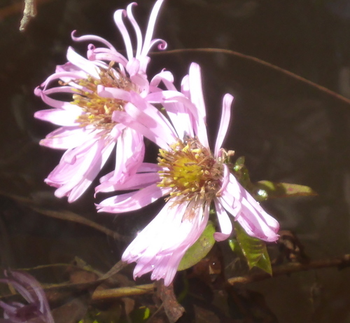 Climbing aster (Ampelaster carolinianus)