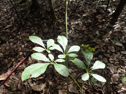 Ampelocissus obtusata (Ampelocissus obtusata)