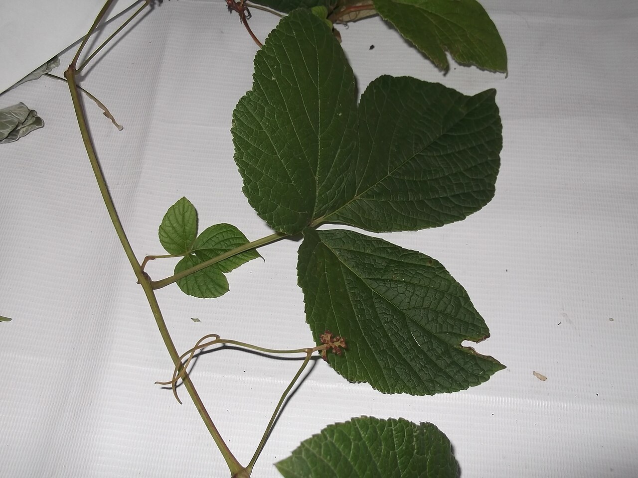Ampelocissus tomentosa: Vitaceae-climber,leaves 3 foliate,flowers red.