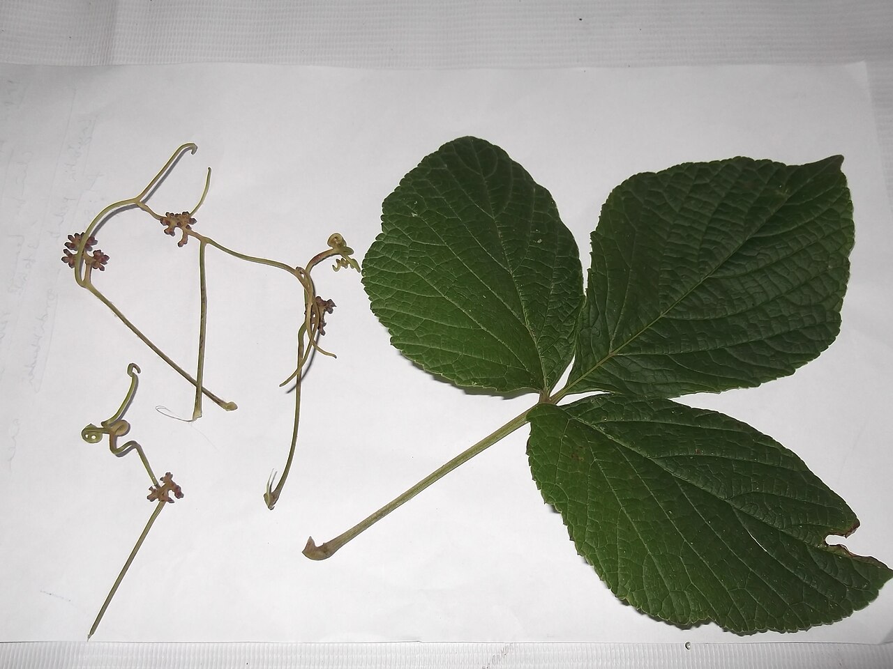 Ampelocissus tomentosa: Vitaceae-climber,leaves 3 foliate,flowers red.