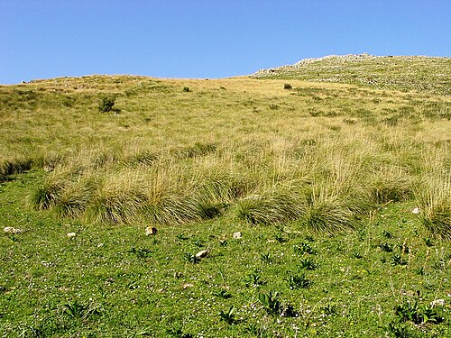 Mauritanian grass: Riserva naturale dello Zingaro , Sicily Ampelodesmos mauritanicus