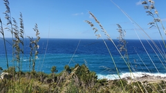 Mauritanian grass (Ampelodesmos mauritanicus)