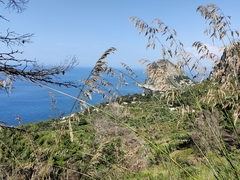 Mauritanian grass (Ampelodesmos mauritanicus)