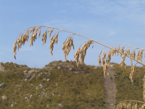 Mauritanian grass (Ampelodesmos mauritanicus)