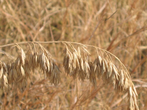 Mauritanian grass (Ampelodesmos mauritanicus)