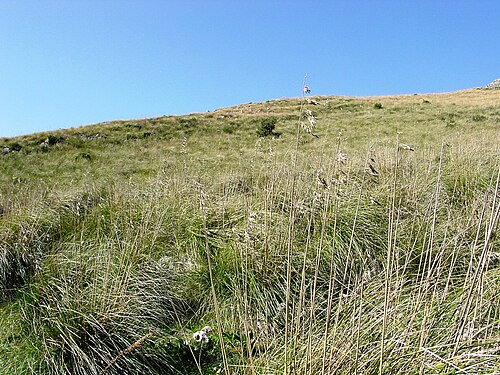 Mauritanian grass: Riserva naturale dello Zingaro , Sicily Ampelodesmos mauritanicus