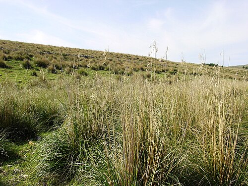 Mauritanian grass: Riserva naturale dello Zingaro , Sicily Ampelodesmos mauritanicus
