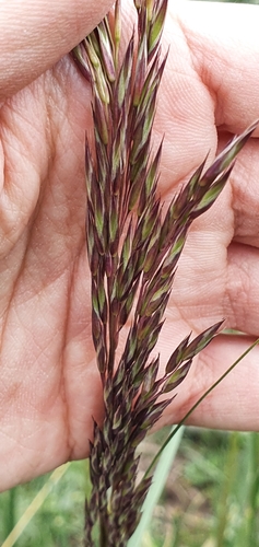 Mauritanian grass (Ampelodesmos mauritanicus)