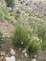 Mauritanian grass (Ampelodesmos mauritanicus)