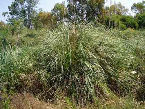 Mauritanian grass: Ampelodesmos mauritanicus