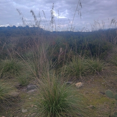Mauritanian grass (Ampelodesmos mauritanicus)