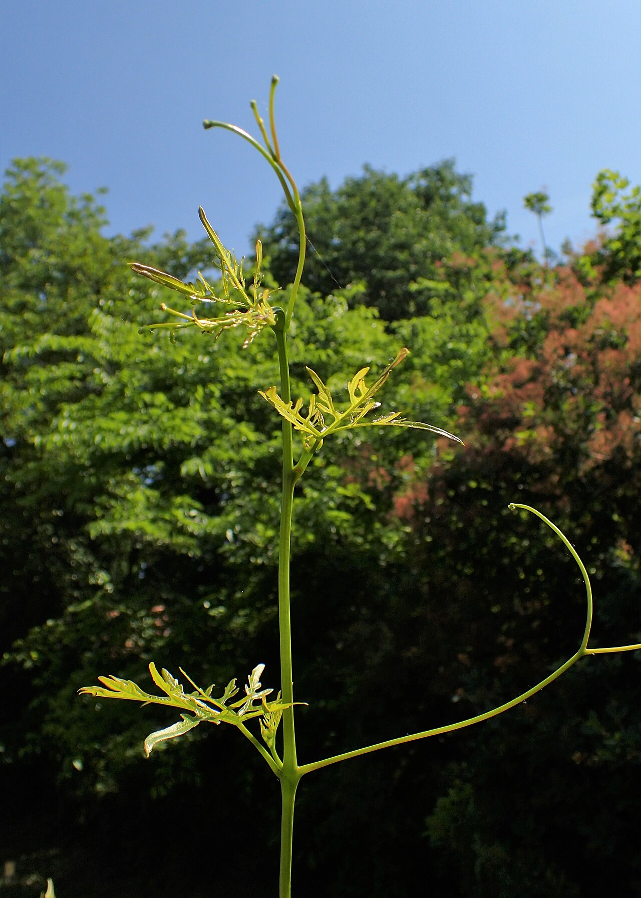 Monkshoodvine: Ampelopsis aconitifolia in Botanical garden in Vácrátót
