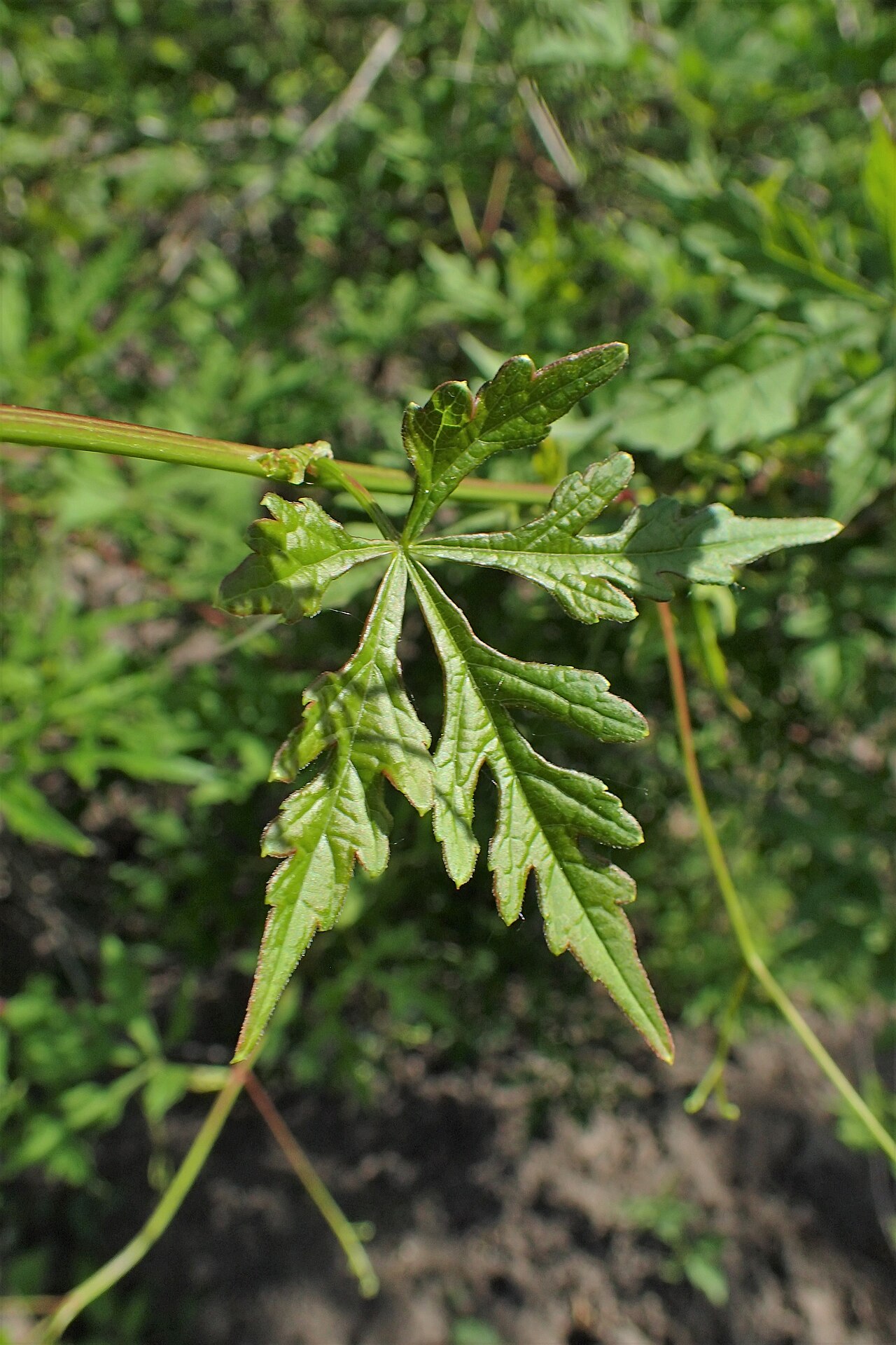 Monkshoodvine: Ampelopsis aconitifolia in Botanical garden in Vácrátót