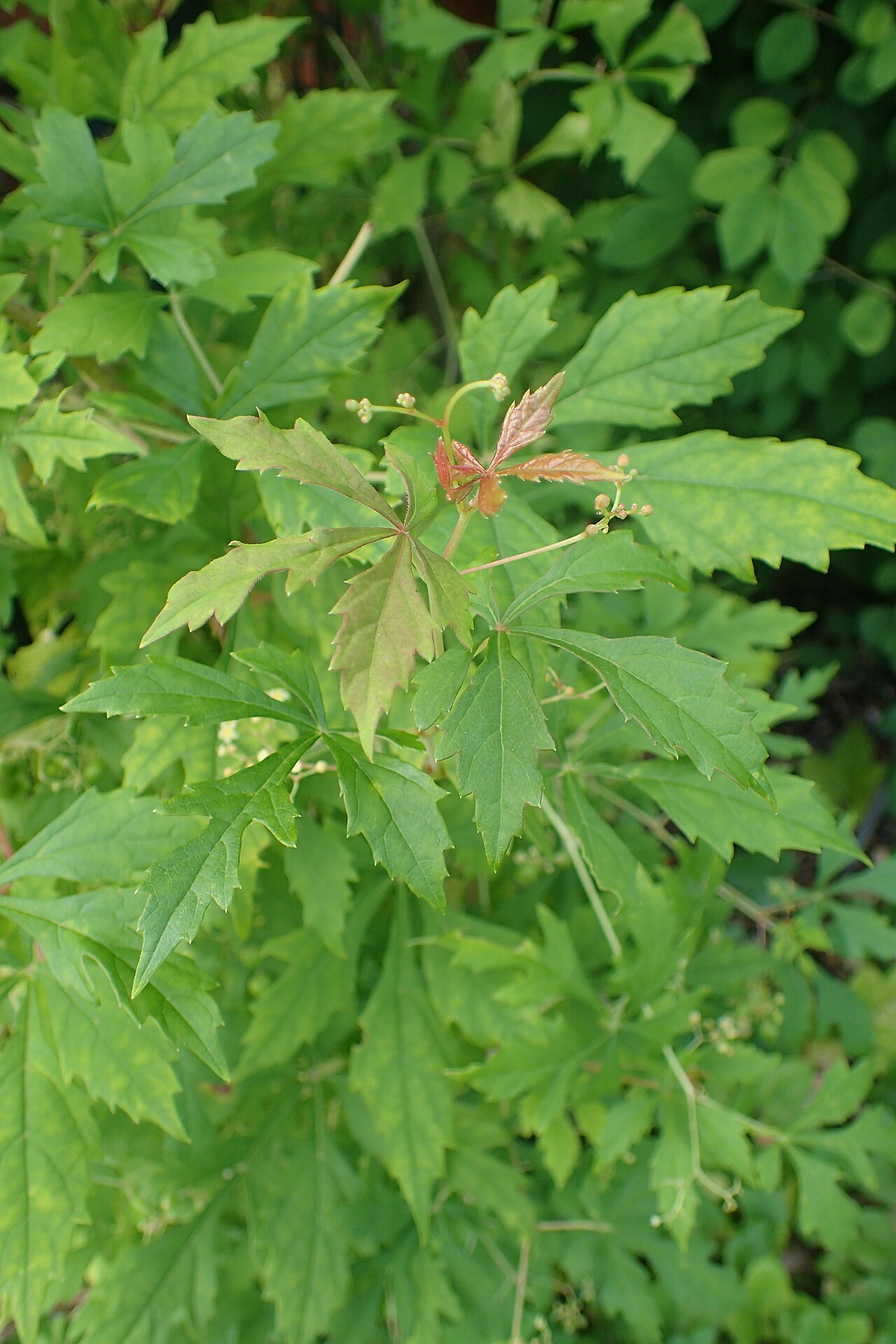 Monkshoodvine: Ampelopsis aconitifolia 'Seattle' in Wrocław University Botanical Garden