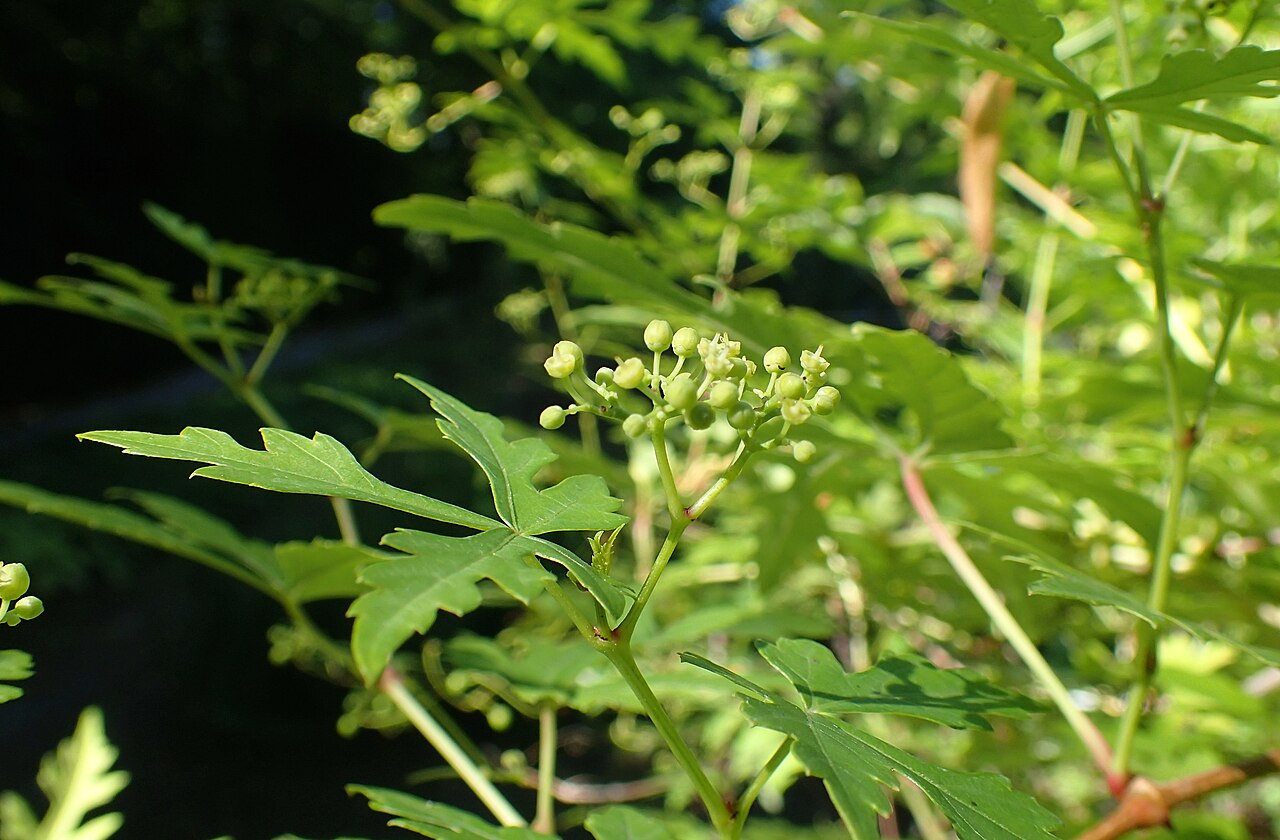 Monkshoodvine: Ampelopsis aconitifolia in Warsaw University Botanical Garden